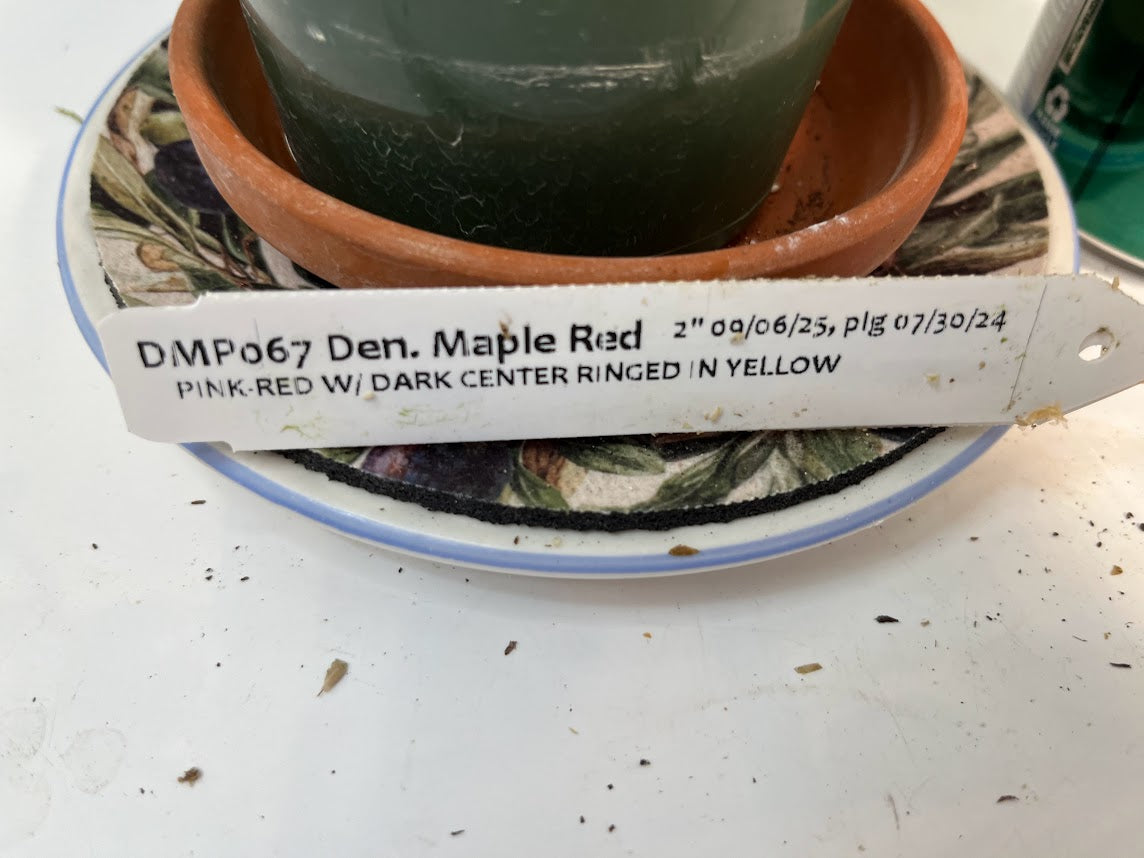 Dendrobium Maple Red Orchid Live Plant I Rare Hybrid Orchid 