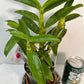 Dendrobium Maple Red Orchid Live Plant I Rare Hybrid Orchid 