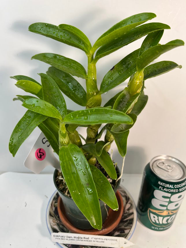 Dendrobium Maple Red Orchid Live Plant I Rare Hybrid Orchid 