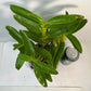 Dendrobium Maple Red Orchid Live Plant I Rare Hybrid Orchid 