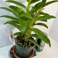 Dendrobium Maple Red Orchid Live Plant I Rare Hybrid Orchid 