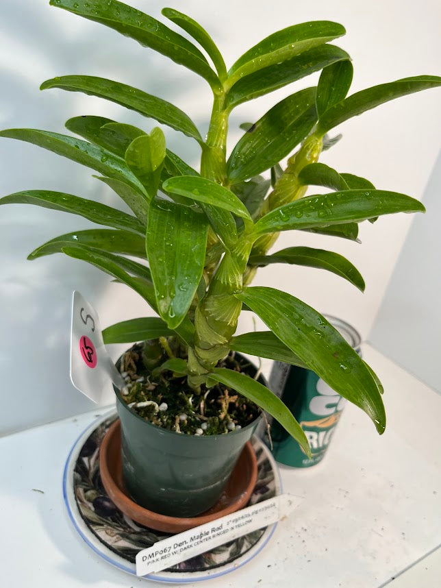 Dendrobium Maple Red Orchid Live Plant I Rare Hybrid Orchid 