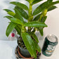Dendrobium Maple Red Orchid Live Plant I Rare Hybrid Orchid 