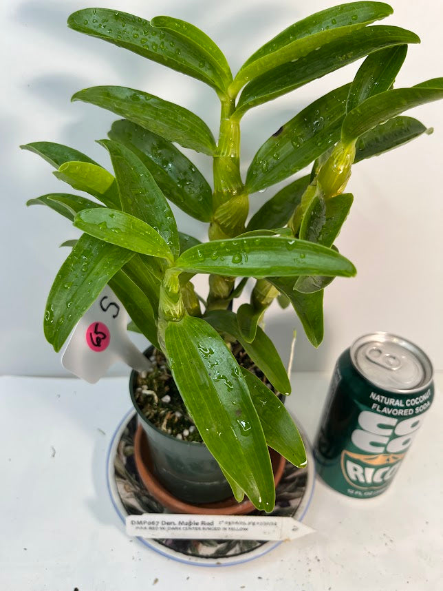 Dendrobium Maple Red Orchid Live Plant I Rare Hybrid Orchid 
