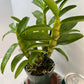 Dendrobium Maple Red Orchid Live Plant I Rare Hybrid Orchid 