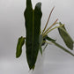 Philodendron Spiritus Sancti