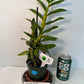 Dendrobium Sunny Egg Orchid