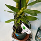 Dendrobium Sunny Egg Orchid