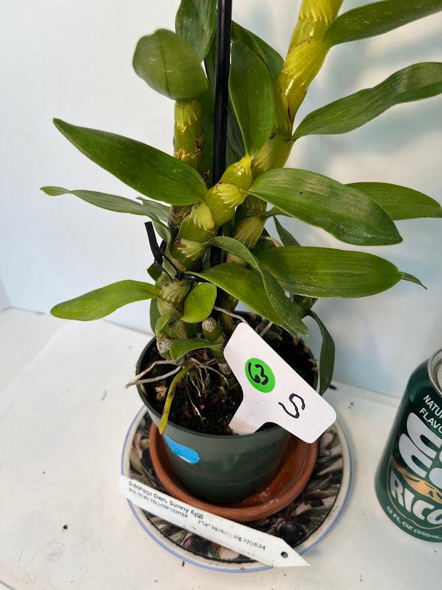 Dendrobium Sunny Egg Orchid