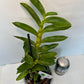 Dendrobium Sunny Egg Orchid