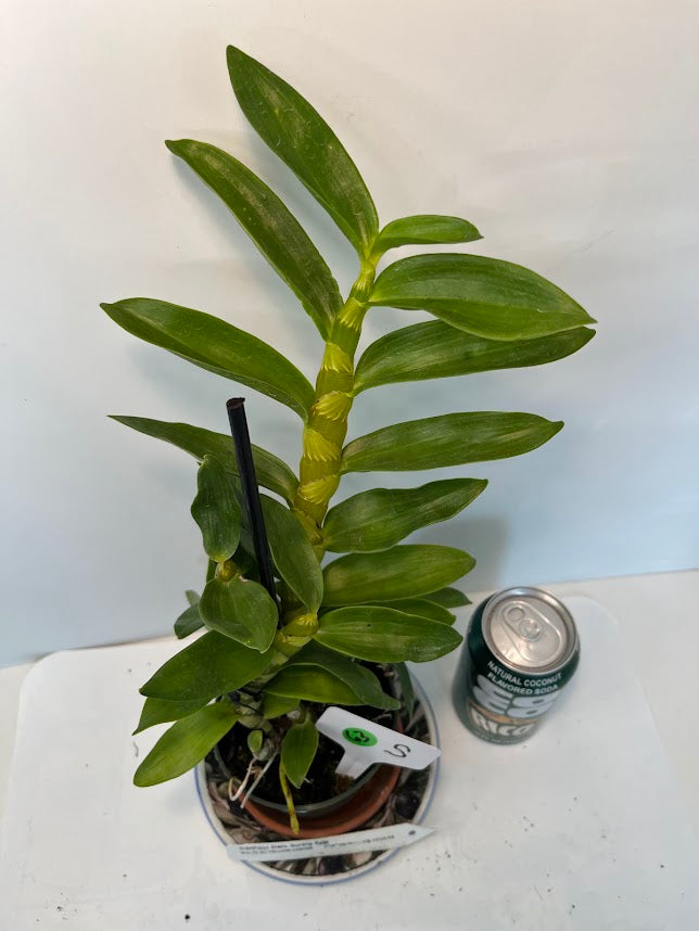 Dendrobium Sunny Egg Orchid
