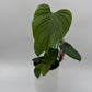 Philodendron Fuzzy Petiole