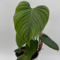 Philodendron Fuzzy Petiole
