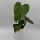 Philodendron Fuzzy Petiole
