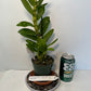 Dendrobium "My Sweet Wink" Orchid | Fragrant White & Pink Flowers | Easy-Care Live Orchid Plant