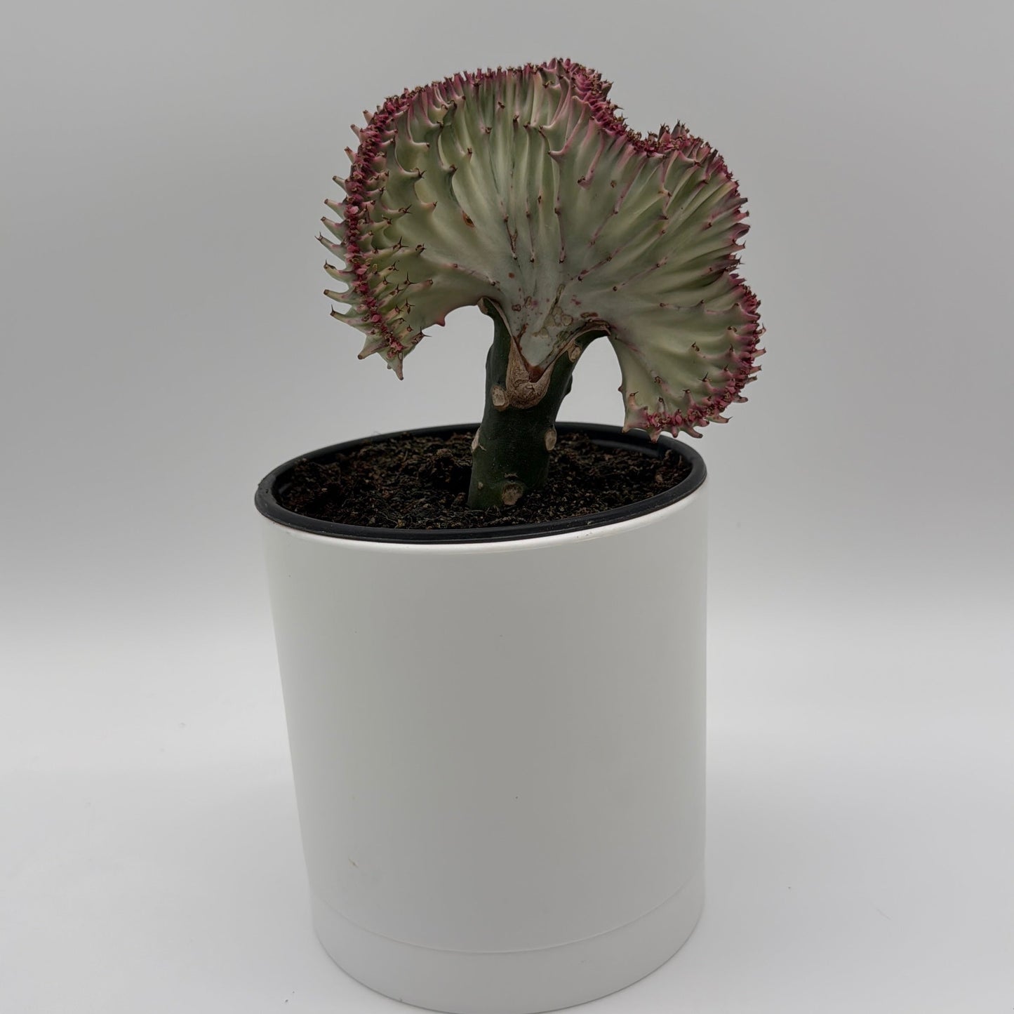 Mermaid Tail Cactus
