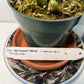 Dendrobium "My Sweet Wink" Orchid | Fragrant White & Pink Flowers | Easy-Care Live Orchid Plant