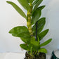 Dendrobium "My Sweet Wink" Orchid | Fragrant White & Pink Flowers | Easy-Care Live Orchid Plant