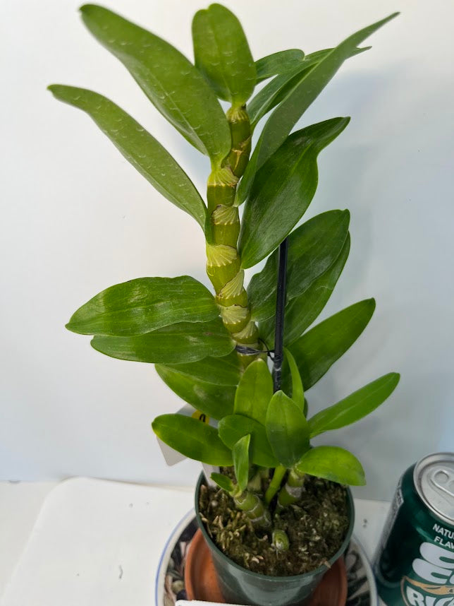 Dendrobium "My Sweet Wink" Orchid | Fragrant White & Pink Flowers | Easy-Care Live Orchid Plant