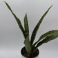 Sansevieria 'Jaboa'
