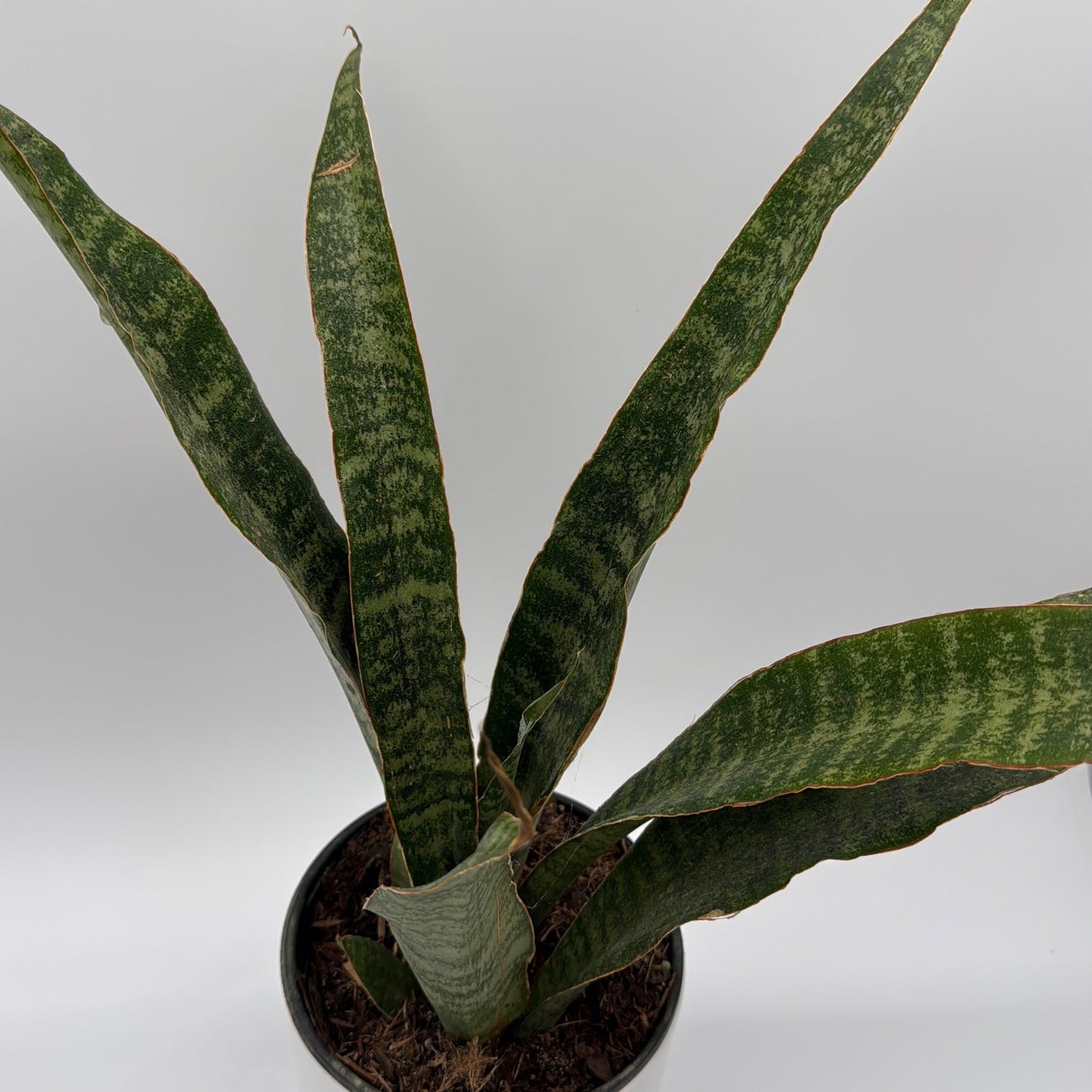 Sansevieria 'Jaboa'