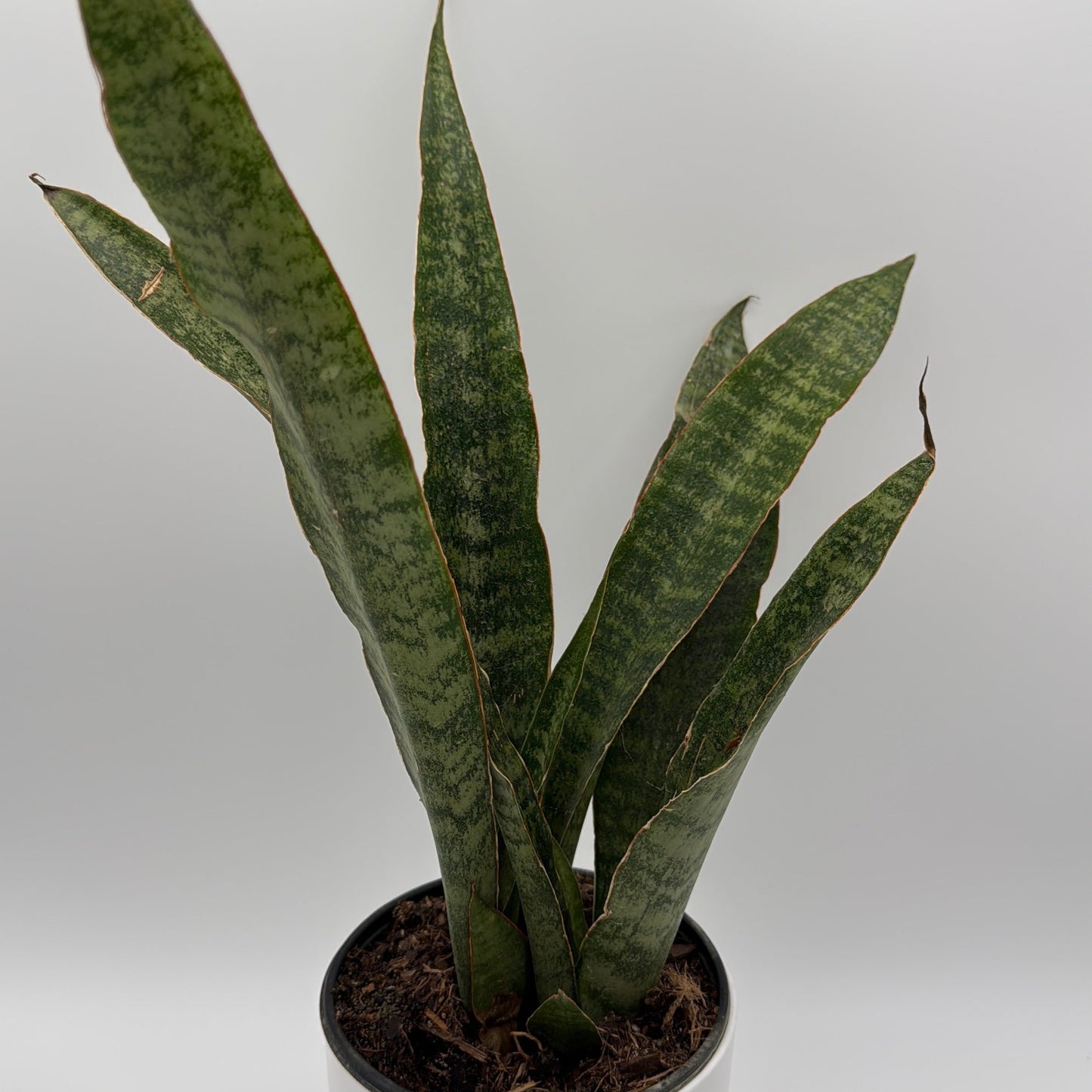 Sansevieria 'Jaboa'