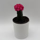 Grafted Cactus Gymnocalycium Mihanovichii (Moon Cactus)