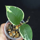 Hoya Panglai West Java (#1), albo variegation