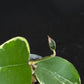 Hoya Panglai West Java (#1), albo variegation