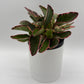 Variegated Peperomia Clusiifolia 'Ginny'