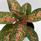Aglaonema 'Chanel'