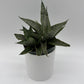 Sansevieria Pagoda 'Lion Heart'