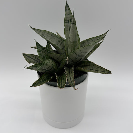 Sansevieria Pagoda 'Lion Heart'
