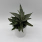 Sansevieria Pagoda 'Lion Heart'