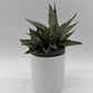 Sansevieria Pagoda 'Lion Heart'