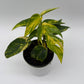 Epipremnum Pinnatum Yellow Flame