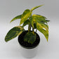 Epipremnum Pinnatum Yellow Flame