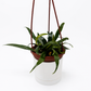 Blue Oil Fern