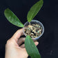 Hoya ‘Love Affair’ (GTX01-01) #1