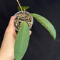 Hoya ‘Love Affair’ (GTX01-01) #1