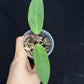 Hoya ‘Love Affair’ (GTX01-01) #2