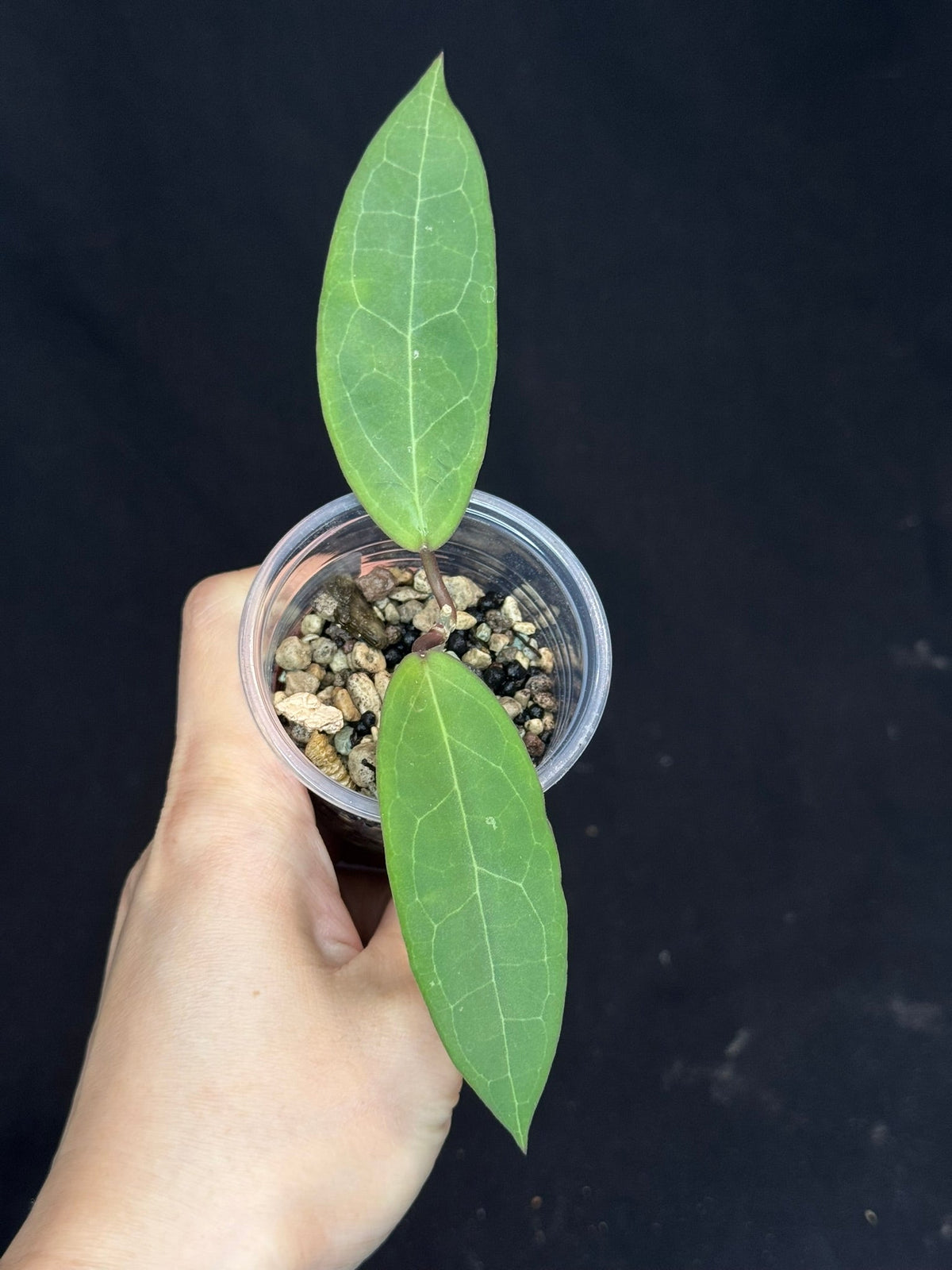 Hoya ‘Love Affair’ (GTX01-01) #2