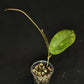 Hoya aff meredithii, big splashy leaves