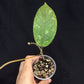 Hoya aff meredithii, big splashy leaves