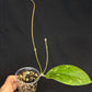 Hoya aff meredithii, big splashy leaves