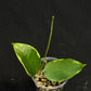 Hoya Panglai West Java (#2), albo variegation