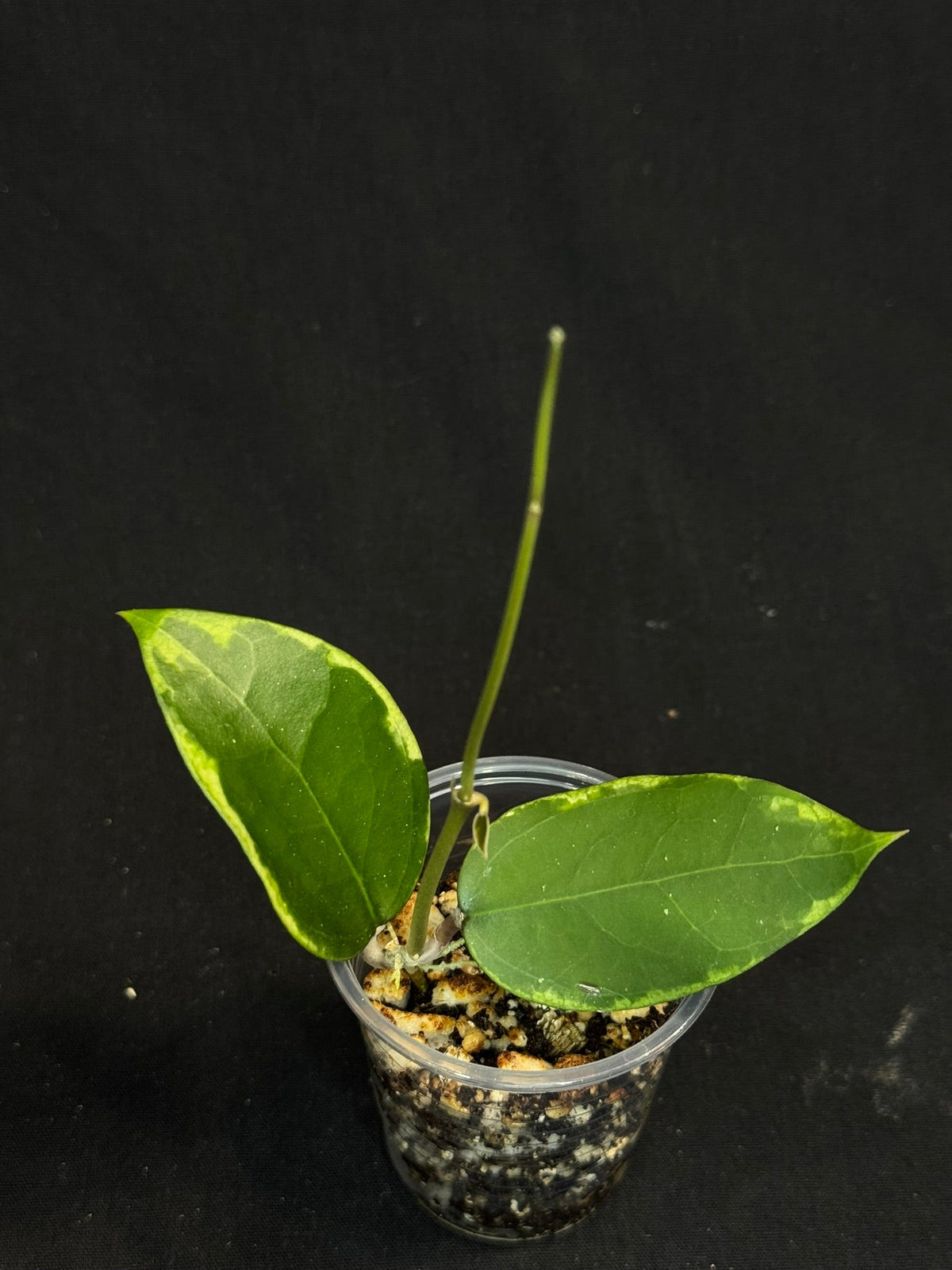 Hoya Panglai West Java (#2), albo variegation