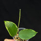 Hoya Panglai West Java (#2), albo variegation