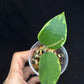 Hoya Panglai West Java (#2), albo variegation