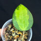 Hoya verticillata inner variegated (#2), nice variegation